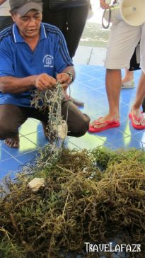 Pak Nurhayat - Nelayan Rumput Laut Pulau Pari